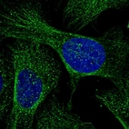Immunofluorescent staining of human cell line U-2 OS shows localization to microtubules.