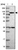 Anti-PPP6R1 Antibody