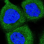 Immunofluorescent staining of human cell line A-431 shows positivity in cytoplasm.