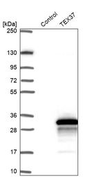 Western blot analysis in control (vector only transfected HEK293T lysate) and TEX37 over-expression lysate (Co-expressed with a C-terminal myc-DDK tag (~3.1 kDa) in mammalian HEK293T cells, LY407389).