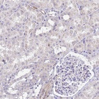 Immunohistochemical staining of human kidney shows low expression as expected.