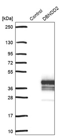 Western blot analysis in control (vector only transfected HEK293T lysate) and DBNDD2 over-expression lysate (Co-expressed with a C-terminal myc-DDK tag (~3.1 kDa) in mammalian HEK293T cells, LY420786).