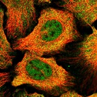 Immunofluorescent staining of human cell line U-2 OS shows localization to nucleoplasm & cytosol.