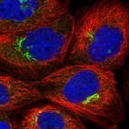 Immunofluorescent staining of human cell line A-431 shows localization to the Golgi apparatus.