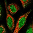 Immunofluorescent staining of human cell line U-2 OS shows localization to nucleus & cytosol.