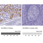 Anti-SLC36A2 Antibody