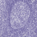 Anti-SLC36A2 Antibody