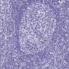 Immunohistochemical staining of human lymph node shows low expression as expected.