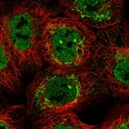 Immunofluorescent staining of human cell line A-431 shows localization to nucleoplasm & mitochondria.