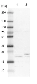 Lane 1: NIH-3T3 cell lysate (Mouse embryonic fibroblast cells)_br/_Lane 2: NBT-II cell lysate (Rat Wistar bladder tumour cells)