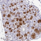 Immunohistochemical staining of human salivary gland shows high expression.