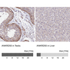 Anti-ANKRD50 Antibody