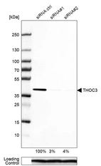 Western blot analysis in HEK293 cells transfected with control siRNA, target specific siRNA probe #1 and #2, using Anti-THOC3 antibody. Remaining relative intensity is presented. Loading control: Anti-PPIB.