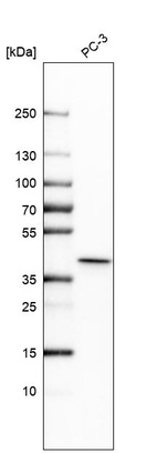 Anti-THOC3 Antibody