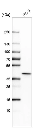 Western blot analysis in human cell line PC-3.
