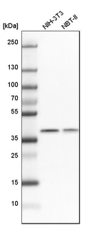 Western blot analysis in mouse cell line NIH-3T3 and rat cell line NBT-II.