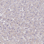 Immunohistochemical staining of human liver shows very weak cytoplasmic positivity in hepatocytes.