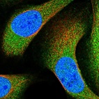 Immunofluorescent staining of human cell line U-2 OS shows localization to nucleoplasm & cytosol.