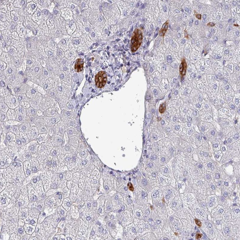 Anti-POLR2J Antibody
