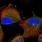 Immunofluorescent staining of human cell line U-251 MG shows localization to cytosol & centrosome.