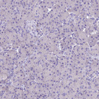 Immunohistochemical staining of human pancreas shows no positivity in exocrine glandular cells as expected.