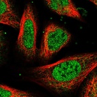 Immunofluorescent staining of human cell line U-2 OS shows localization to nucleoplasm & cytosol.