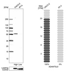 Anti-ADAMTSL5 Antibody