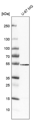 Anti-VAT1L Antibody