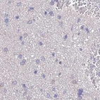 Immunohistochemical staining of human cerebral cortex using Anti-STIP1 antibody HPA044062.