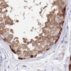 Immunohistochemical staining of human testis using Anti-STIP1 antibody HPA044062.