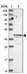 Anti-ALKBH1 Antibody