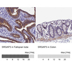Anti-SRGAP3 Antibody