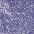 Immunohistochemical staining of human lymph node shows no positivity in non-germinal center cells as expected.