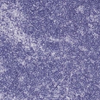 Immunohistochemical staining of human lymph node shows no positivity in non-germinal center cells as expected.