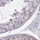 Immunohistochemical staining of human testis using Anti-SRGAP3 antibody HPA044074.