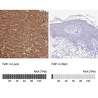 Anti-FAH Antibody
