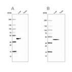 Western blot analysis using Anti-FAH antibody HPA044093 (A) shows similar pattern to independent antibody HPA041370 (B).