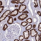 Immunohistochemical staining of human kidney shows high expression.