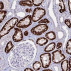 Immunohistochemical staining of human kidney shows high expression.