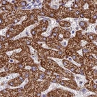 Immunohistochemical staining of human liver using Anti-GLYAT antibody HPA044094.