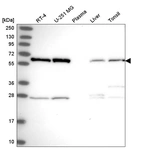 Anti-HNRNPK Antibody