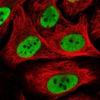 Immunofluorescent staining of human cell line U-2 OS shows localization to nucleoplasm.