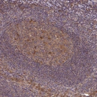 Immunohistochemical staining of human tonsil shows weak to moderate cytoplasmic positivity in germinal center cells.