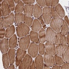 Anti-FAM184B Antibody