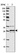 Anti-VTI1B Antibody