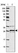 Anti-VTI1B Antibody
