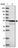 Anti-ZNF565 Antibody