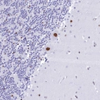 Anti-CDC26 Antibody