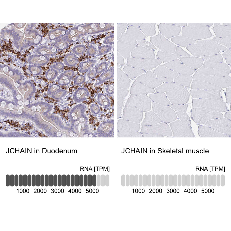 Anti-JCHAIN Antibody