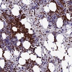 Immunohistochemical staining of human bone marrow shows high expression.